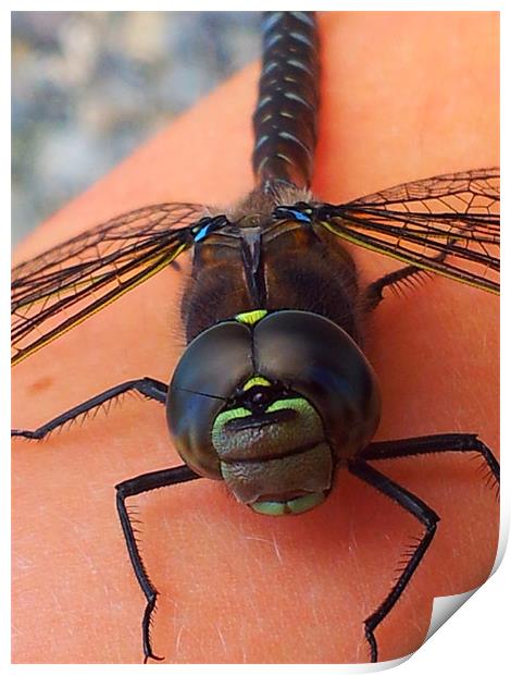 Dragonfly Print by Chelsea Forbush