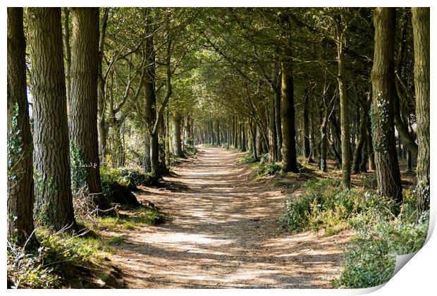 The Path Through The Woods Print by Brian Pierce