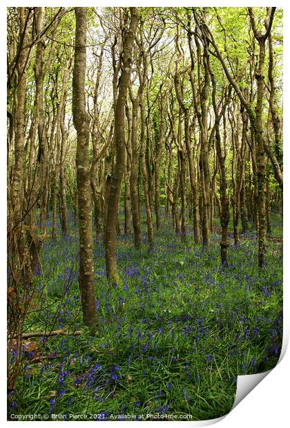 Bluebell Woods, Cornwall Print by Brian Pierce