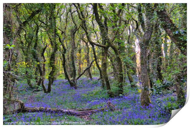 Bluebell Wood, Cornwall  Print by Brian Pierce