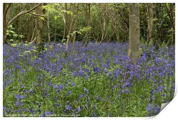 Bluebell Wood, Cornwall Print by Brian Pierce