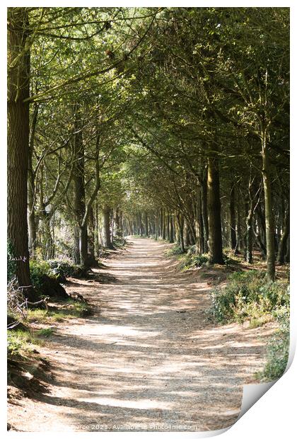 Avenue of Trees, Tehidy, Cornwall  Print by Brian Pierce