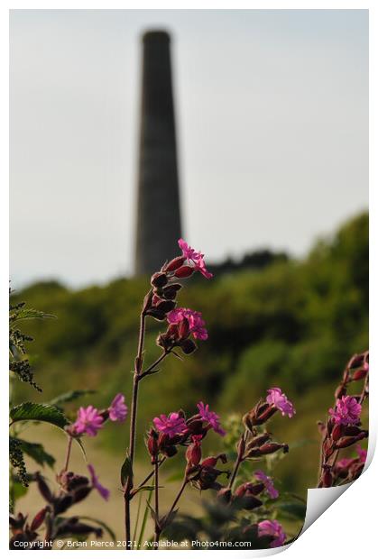 Red Campion with a Cornish Mine Print by Brian Pierce