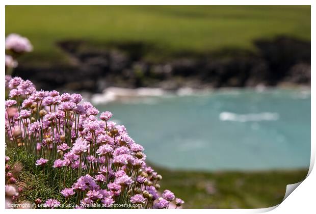 Thrift/Sea Pinks on the cliff above Polly Joke Print by Brian Pierce
