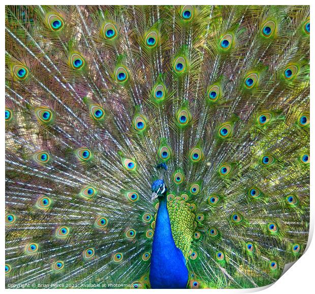 Peacock Displaying Print by Brian Pierce