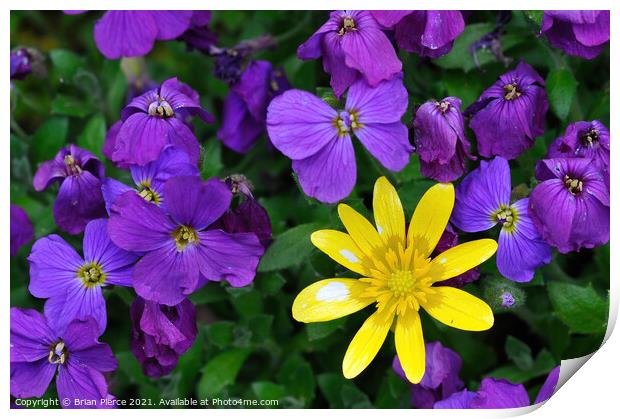 A Celandine among the Violets Print by Brian Pierce