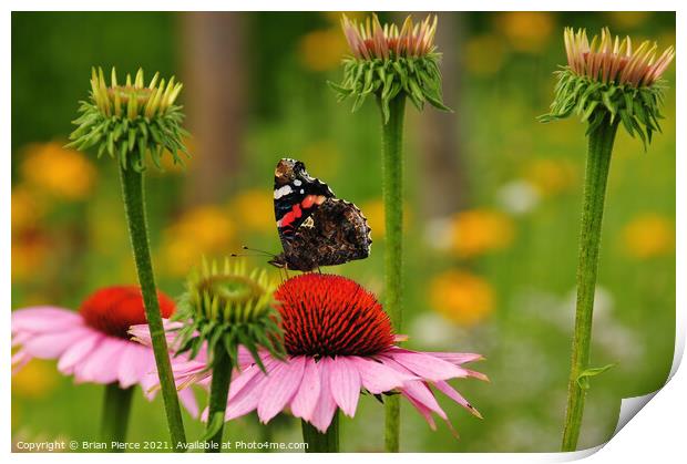 Red Admiral Butterfly on a Cone Flower Print by Brian Pierce