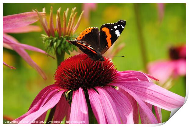 Red Admiral Butterfly on a Cone Flower Print by Brian Pierce