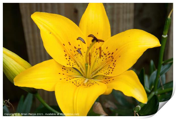 Day Lily Print by Brian Pierce