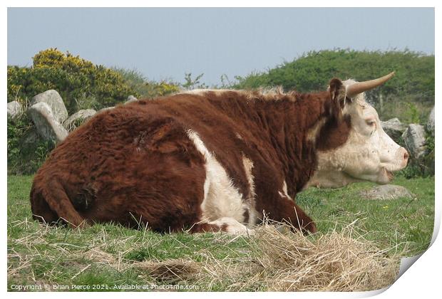 A brown and white cow in a field Print by Brian Pierce