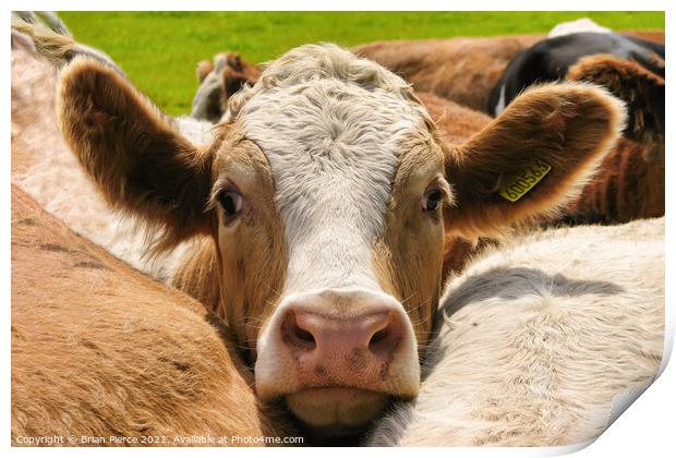 Brown and White Cow Print by Brian Pierce