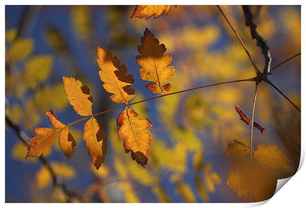 Golden leaves Print by Guido Montañes