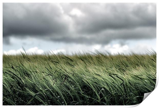 A field of young wheat Print by David White