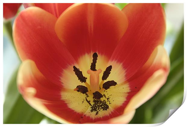 Tulip's stamen Print by Ben Monaghan