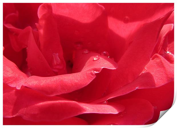 Drops on rose Print by Sandra Beikirch