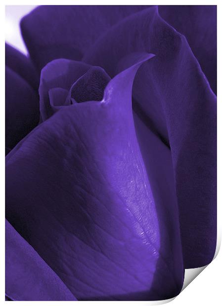 purple rose Print by Sandra Beikirch