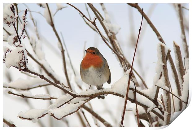  Chilly Robin Print by Aaron Casey