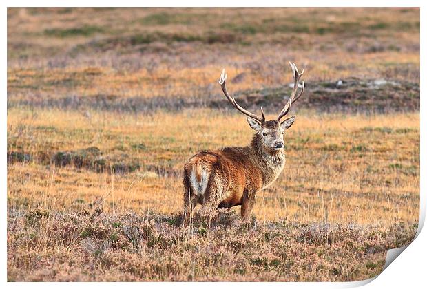 Stag on the mooors Print by Aaron Casey