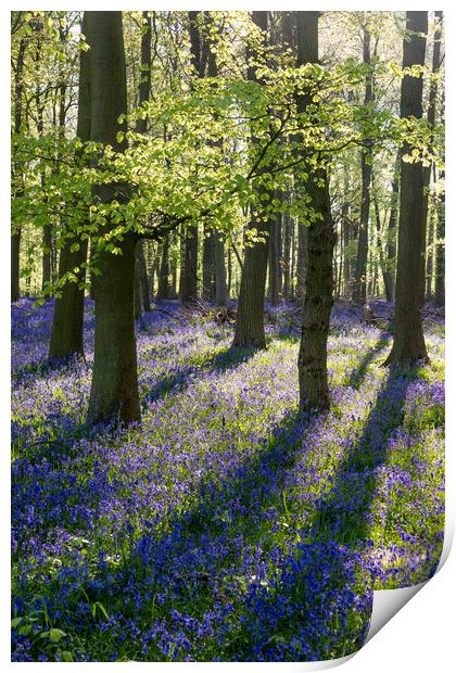 Bluebell Woods  Print by Graham Custance