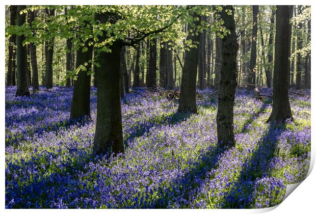 Bluebell Woods  Print by Graham Custance