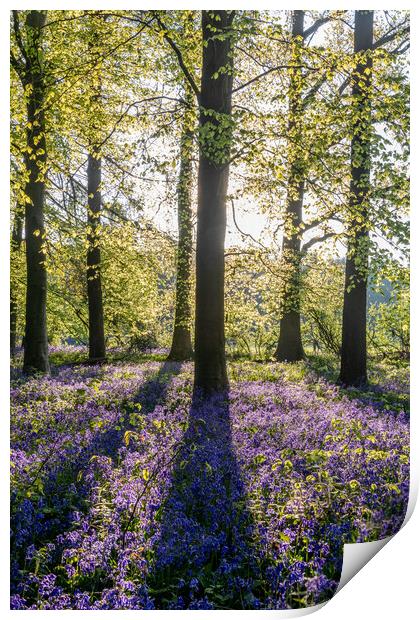 Bluebell Woods  Print by Graham Custance