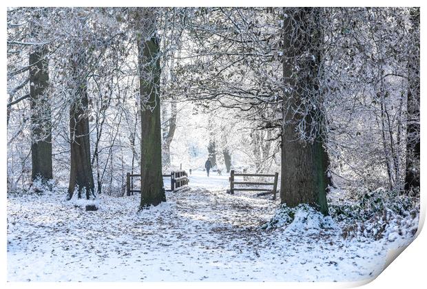 Ashridge in Winter Print by Graham Custance