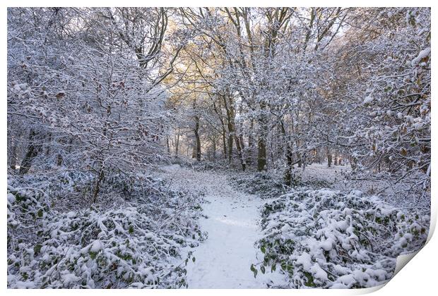 Ashridge in Winter Print by Graham Custance