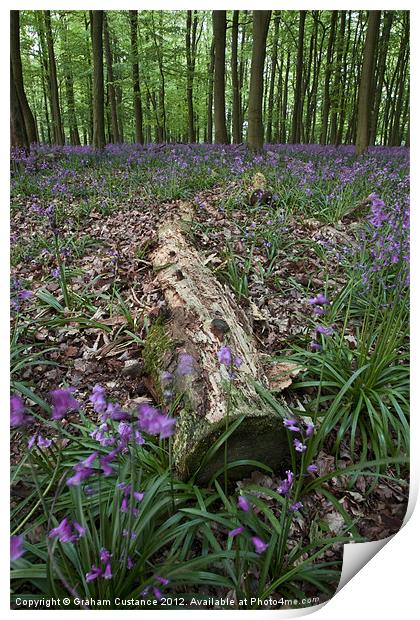 Bluebell Woods, Ashridge Print by Graham Custance