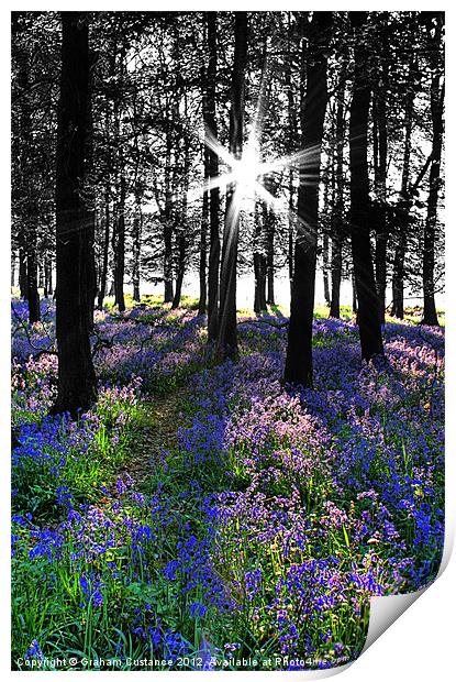 Bluebell Woods, Ashridge Print by Graham Custance