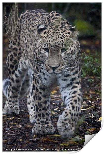 Persian Leopard Print by Graham Custance