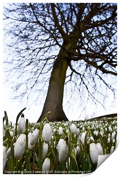 Snowdrops in Spring Print by Graham Custance