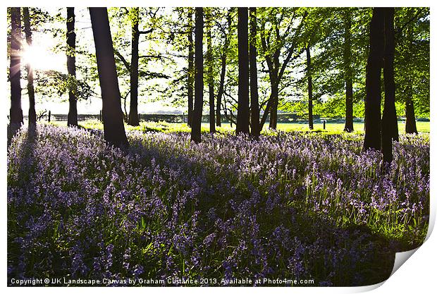 Bluebell Woods Print by Graham Custance