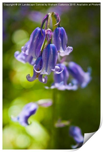 Bluebells Print by Graham Custance