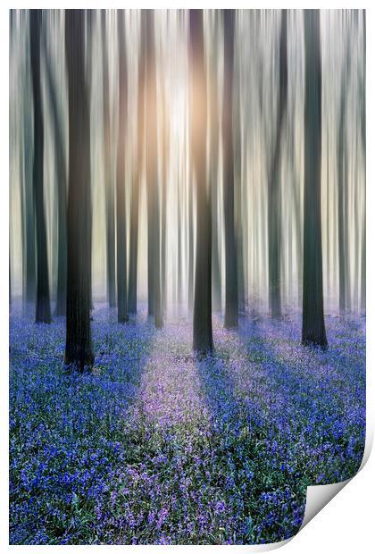 Bluebell Woods Print by Graham Custance