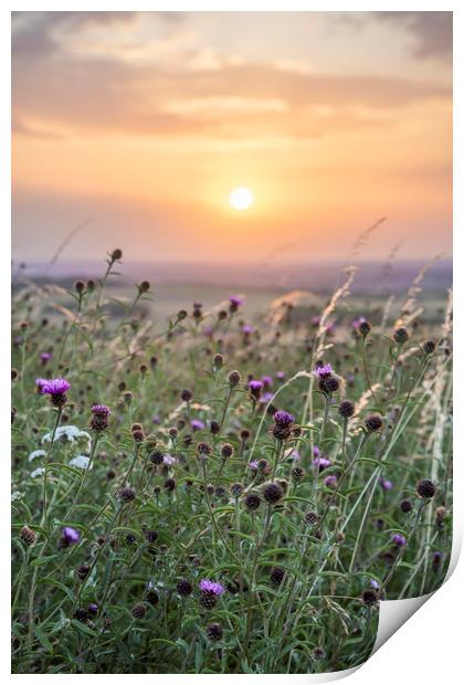 Wildflowers at sunset Print by Graham Custance