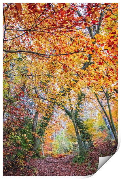 Ashridge Forest Print by Graham Custance