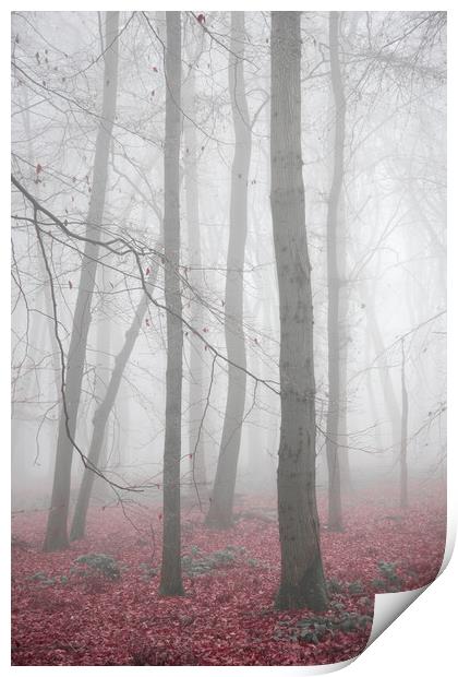 Autumn Trees Print by Graham Custance