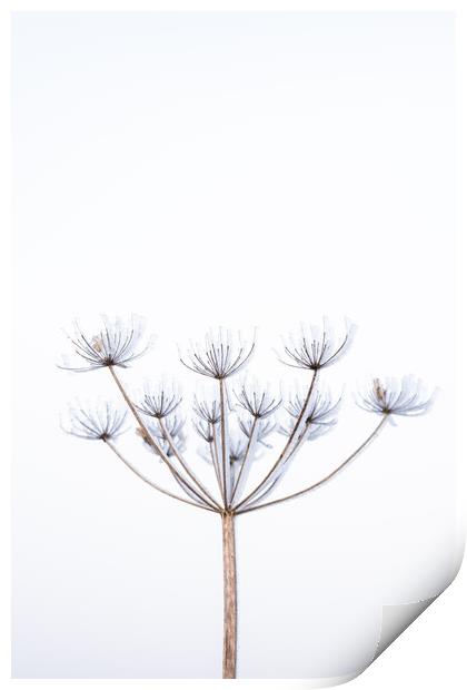 Frozen cow parsley  Print by Graham Custance