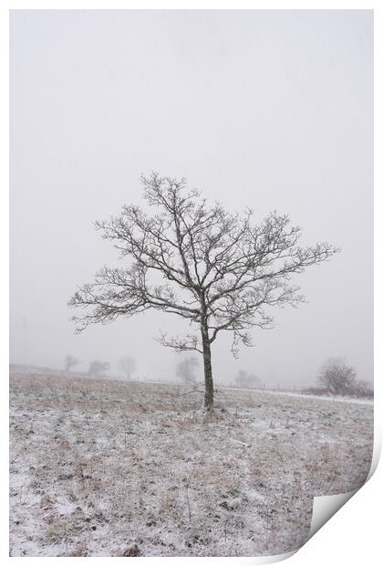 Lone Tree Print by Graham Custance