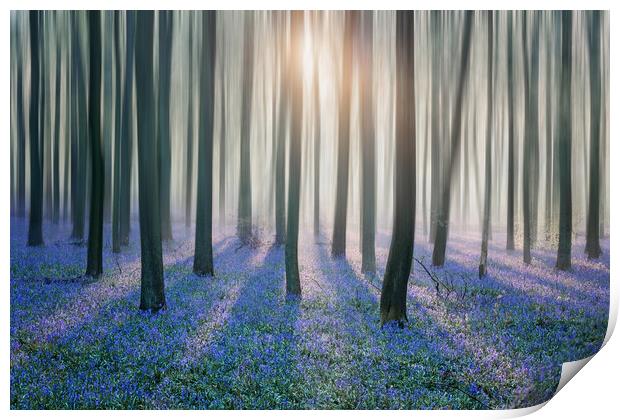 Enchanted Bluebell Forest Print by Graham Custance