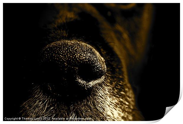 Abstract dog snout Print by Thomas Lynch