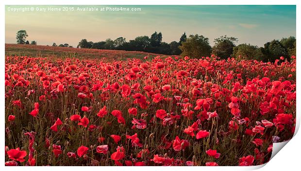  The Poppies of Remembrance... Print by Gary Horne