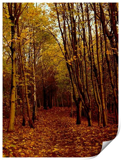Autumnal Pathway Print by Darren Whitehead