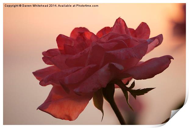  Blushing Rose Print by Darren Whitehead