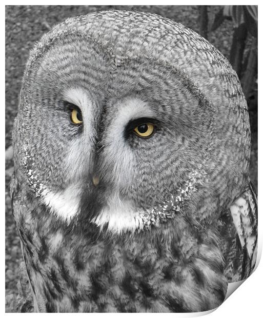 Beady Eyed Owl Print by Ben Blyth