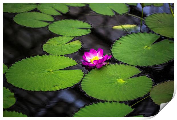 water lily Print by farah ali