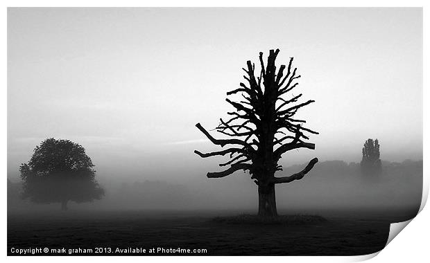 TREES IN THE MIST Print by mark graham