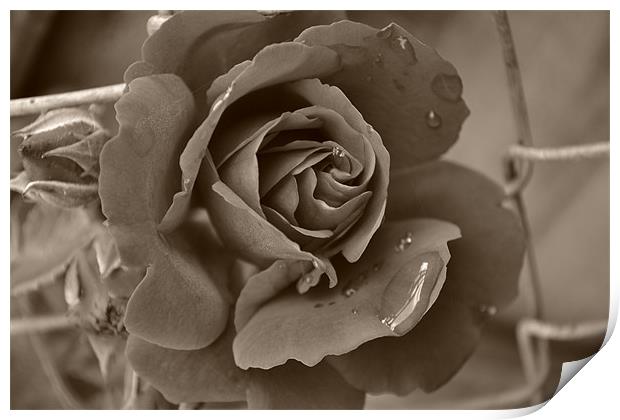 Drop from a Rose Print by Shelly Bennett