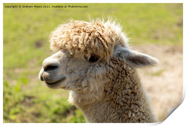 Smiling alpaca Print by Graham Moore