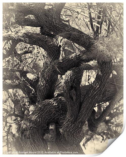 Twisted tree Print by Graham Moore
